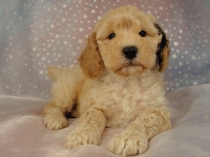 Male Cockapoo Puppy for sale in Iowa 2012 